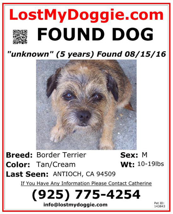 found dog flyer
