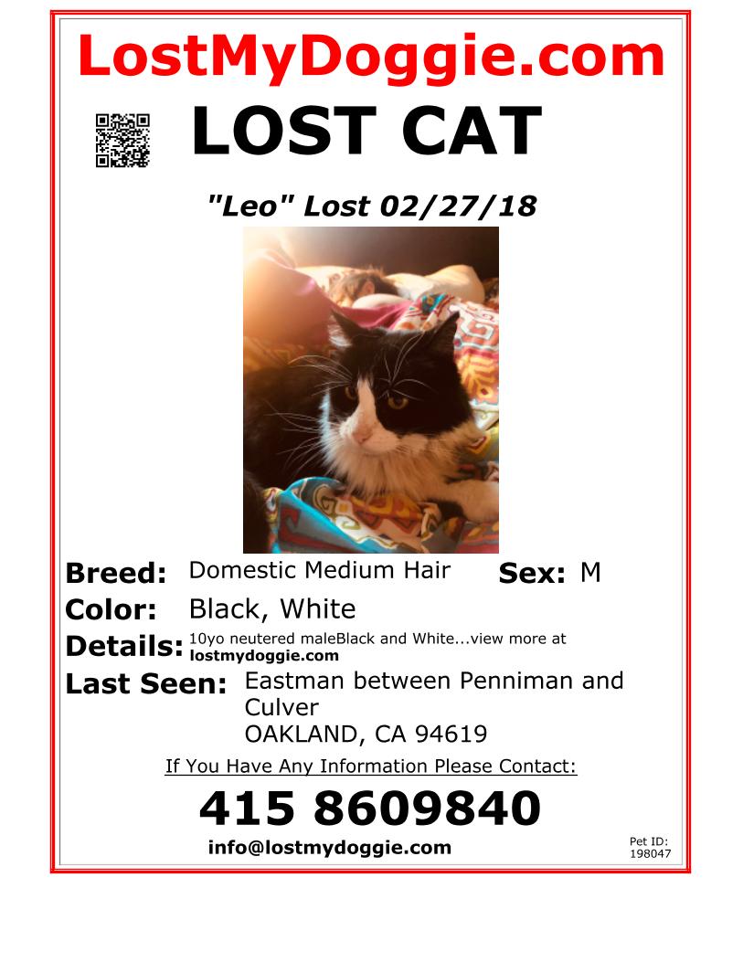 lost and found animals lost cat flyer