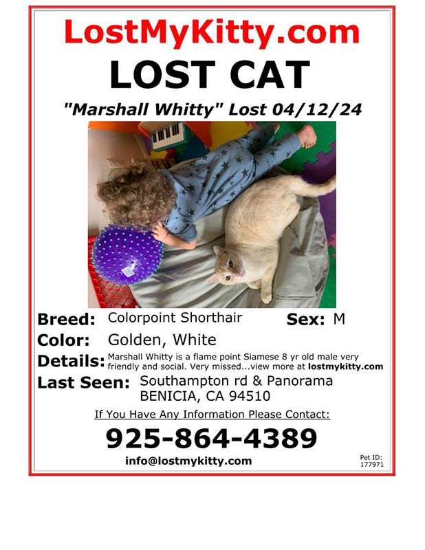 Lost Cat Marshall Whitty