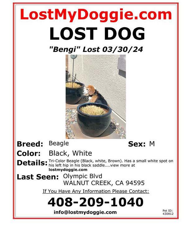 Lost Dog Bengi