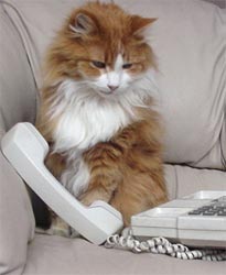 cat on phone