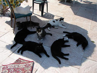 cats in shade