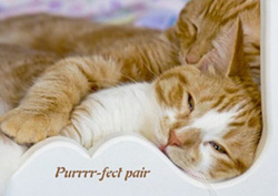 Cats with heart