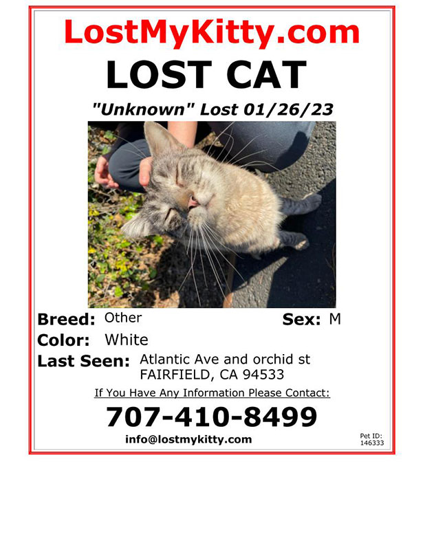Found-Cat-Unknown