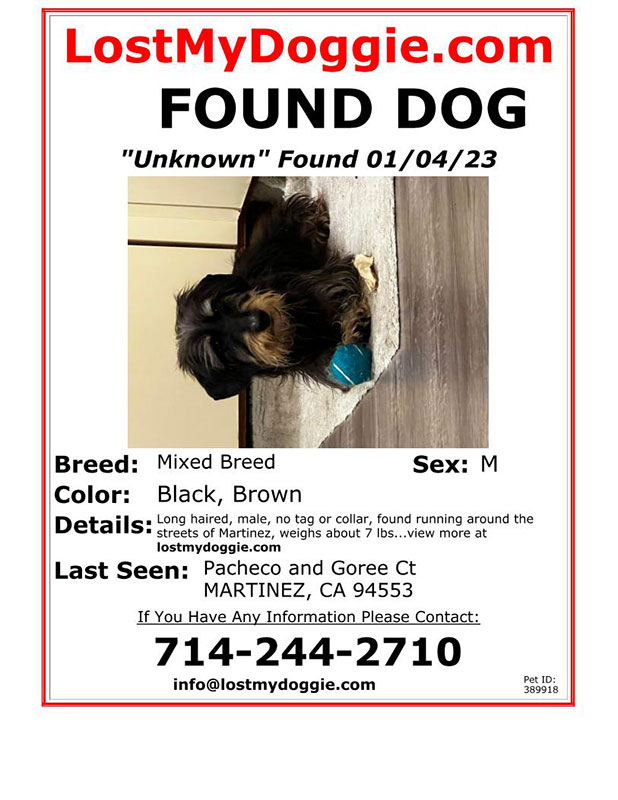 Found-Dog-Unknown
