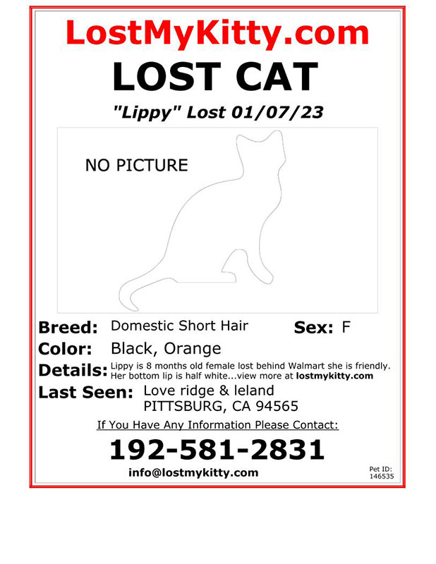 Lost-Cat-Lippy