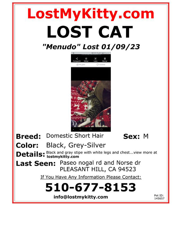 Lost-Cat-Menudo