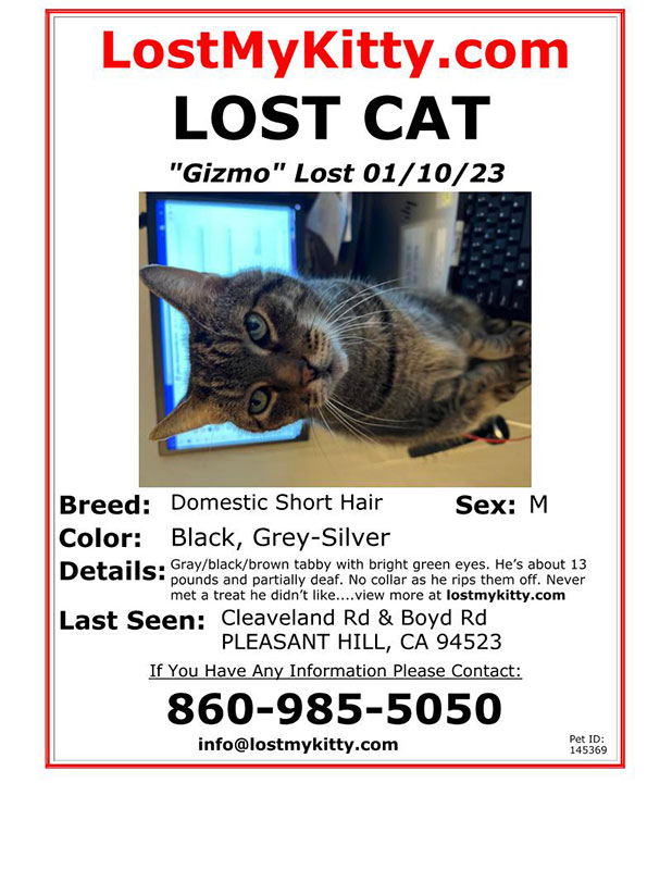 Lost-Cat-Gizmo