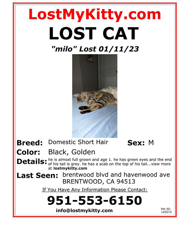 Lost-Cat-Milo