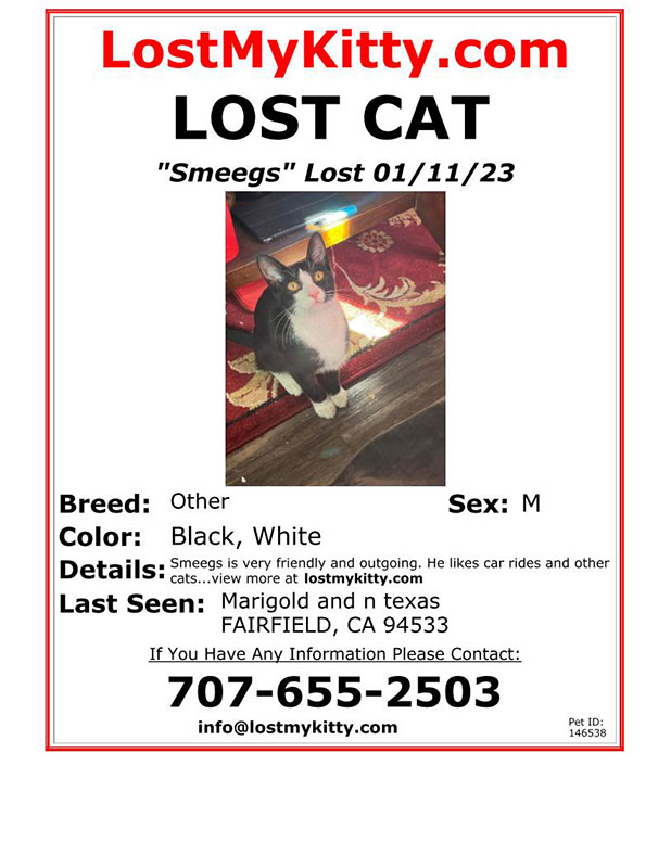 Lost-Cat-Smeegs