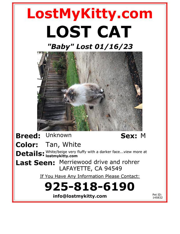 Lost-Cat-Baby