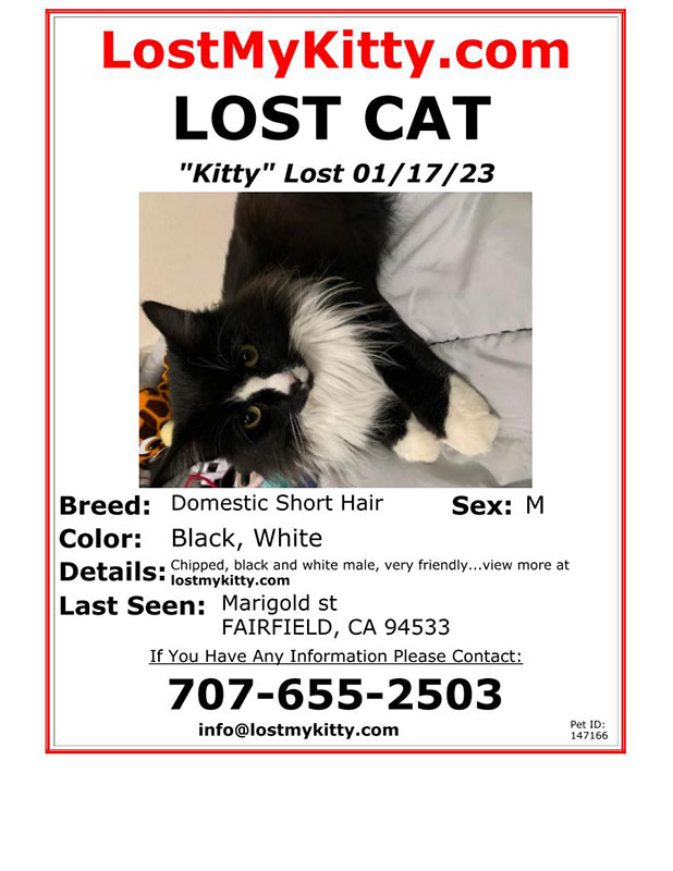 Lost-Cat-Kitty