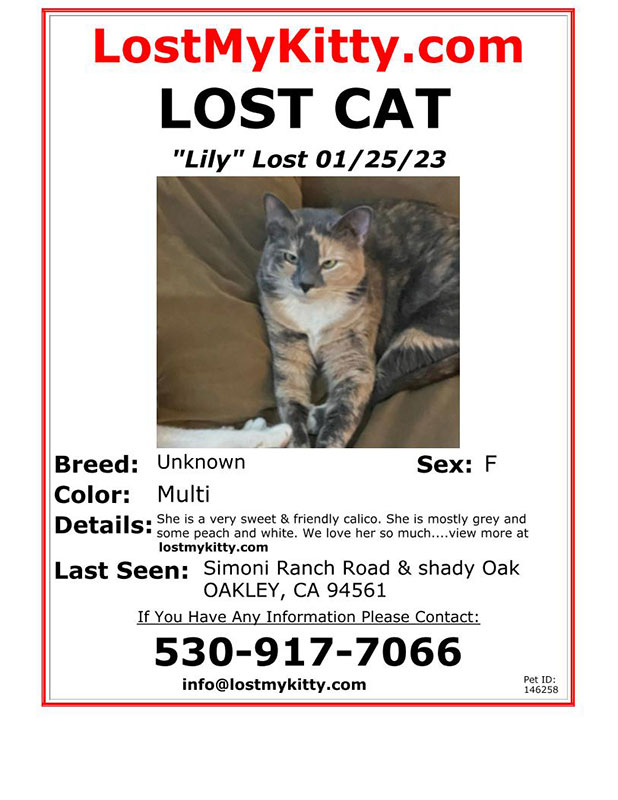 Lost-Cat-Lily