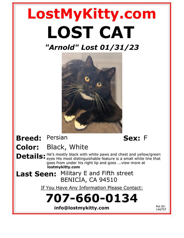Lost-Cat-Arnold