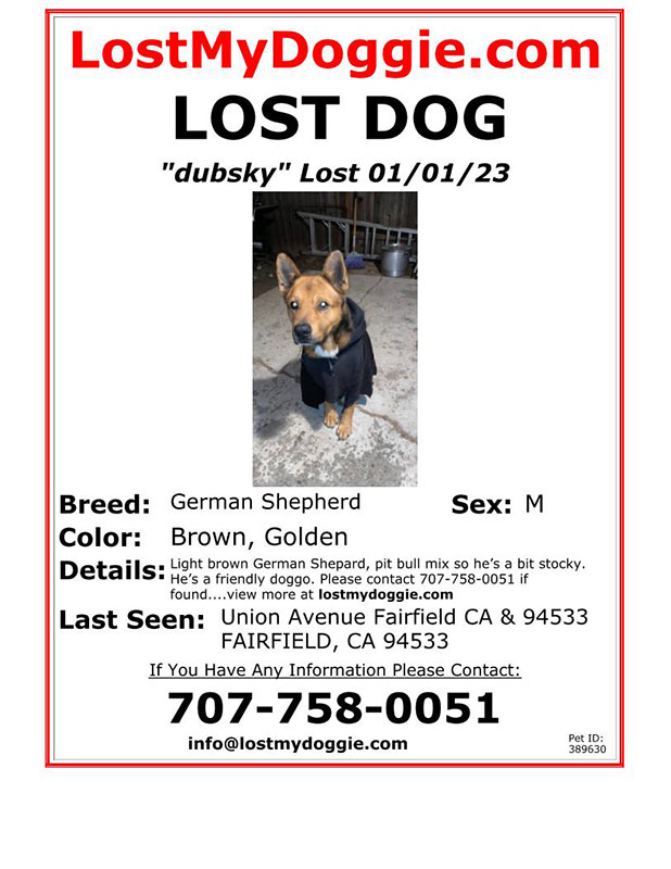 Lost-Dog-Dubsky