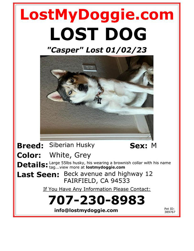 Lost-Dog-Casper
