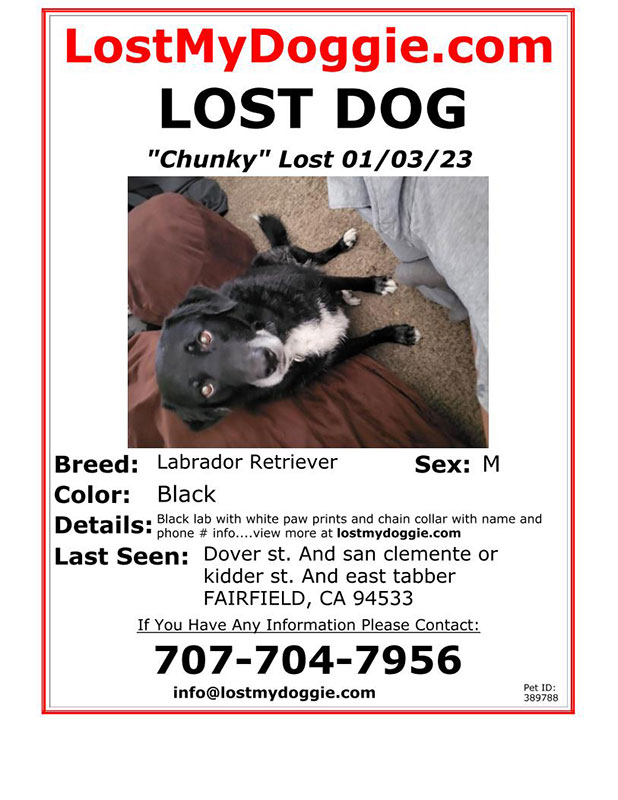 Lost-Dog-Chunky