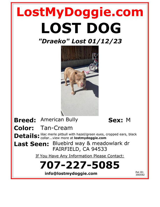 Lost-Dog-Draeko