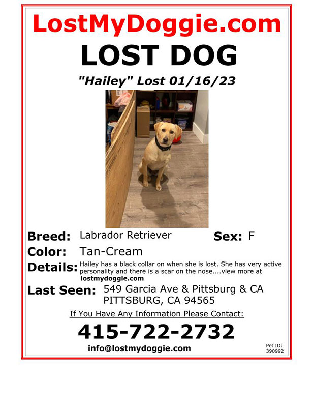 Lost-Dog-Hailey