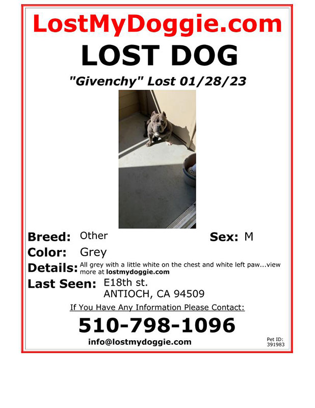 Lost-Dog-Givenchy
