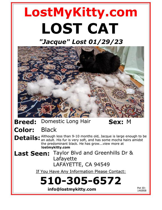 Lost-Dog-Jacque