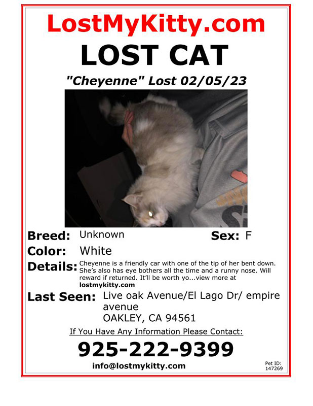 Lost-Cat-Cheyenne