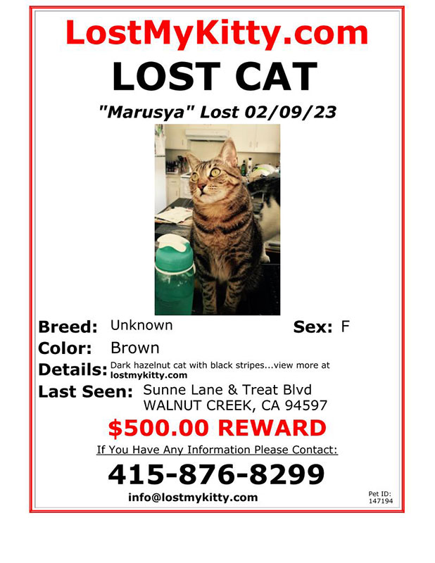 Lost-Cat-Marusya