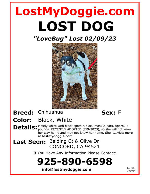 Lost-Dog-Lovebug