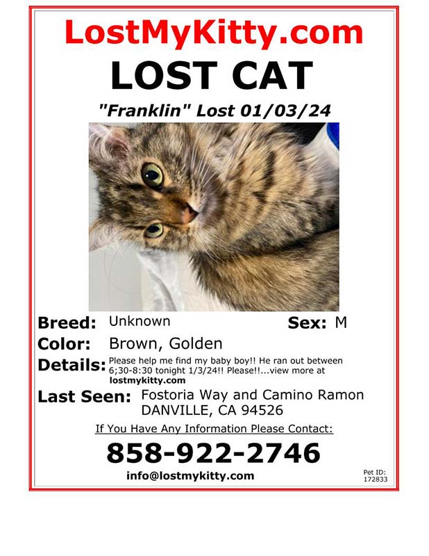 Lost Cat Franklin
