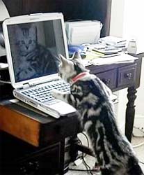 cat on computer