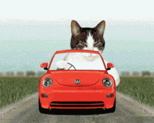 Driving Cat